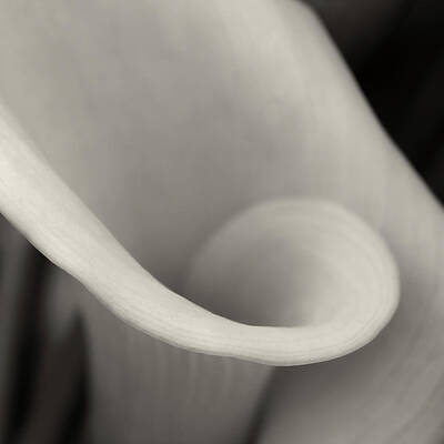 Lilies Royalty-Free and Rights-Managed Images - Delicate Beauty by Dave Bowman