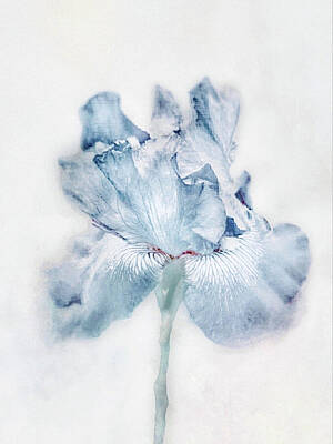 Floral Mixed Media - Delicate Blue Iris  by Antonia Surich