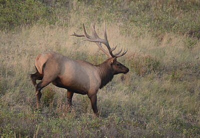 Nfl Team Signs - Descending Elk by Whispering Peaks Photography