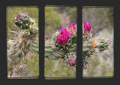 Seamstress - Desert Cactus Triptych by Patti Deters