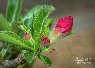 Female Outdoors - Desert Rose Double Red by Deborah Benoit