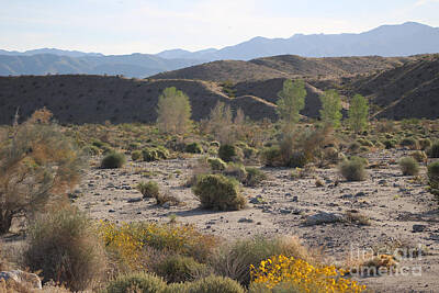 Clouds - Desert Scene 4 Coachella Valley Wildlife Preserve by Colleen Cornelius
