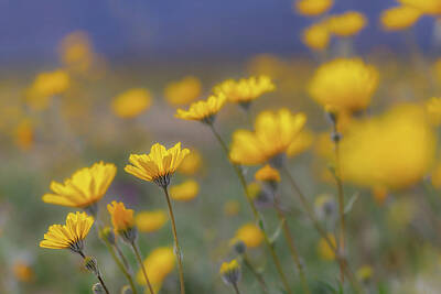 Lilies Photos - Desert Sunflower Delight by Peter Tellone