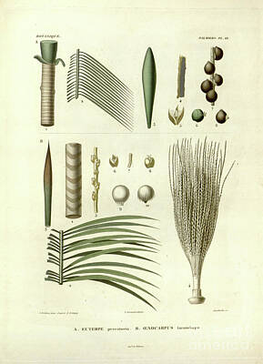 Sir Lawrence Almatadema - details of Palm tree parts u5 by Botany