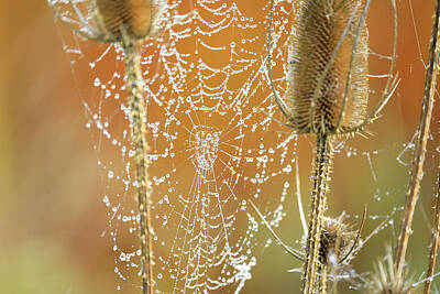 Painted Liquor - Dew beaded web in the morn by Jeff Swan