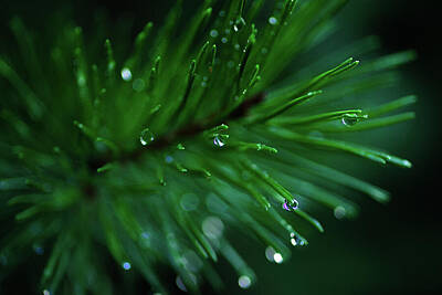 Birds Royalty Free Images - Dew Drops On Pine Needles Royalty-Free Image by Jeff Swan