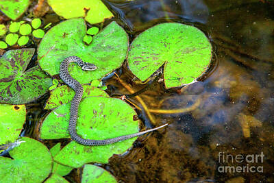 Reptiles Photos - Dice snake Natrix tessellata k1 by Eyal Bartov