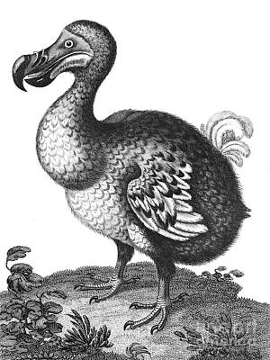 Birds Drawings Royalty Free Images - Didus The Hooded Dodo j2 Royalty-Free Image by Historic illustrations