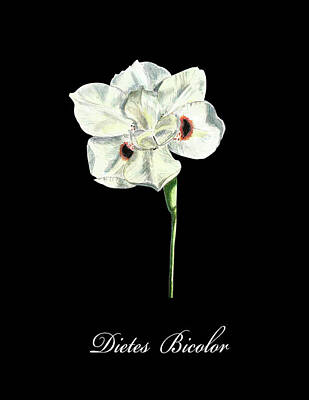 Lilies Drawings - Dietes Bicolor on Black by Masha Batkova