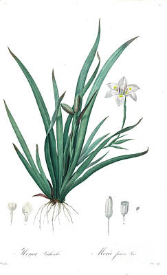 Lilies Drawings - Dietes iridioides, z4 by Historic Illustrations