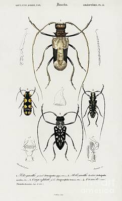 Camels - Different types of beetles illustrated by Charles Dessalines D Orbigny  1806-1876 10 by Shop Ability