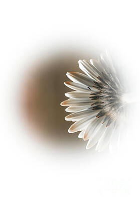 Floral Mixed Media - Disappearing daisy flower.  Sepia. by Elena Dijour