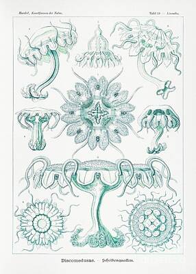 Keith Richards - Discomedusae-Scheibenquallen from Kunstformen der Natur 1904 by Ernst Haeckel 2 by Shop Ability