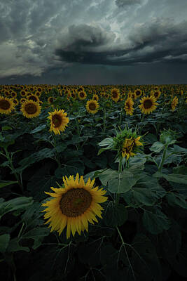 Sunflowers Photo Rights Managed Images - Disruption Royalty-Free Image by Aaron J Groen
