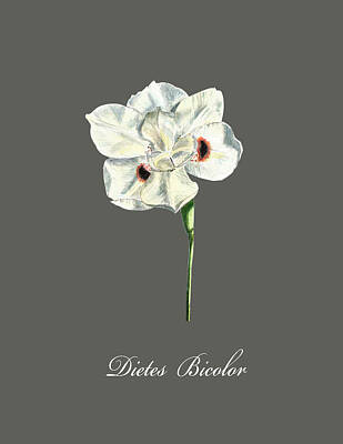 Florals Drawings - Dites Bicolor. Text by Masha Batkova