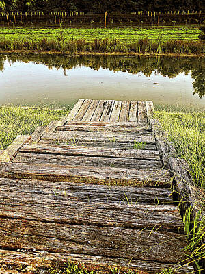 Lori A Cash Royalty-Free and Rights-Managed Images - Dock Steps to Pond at Vineyard by Lori A Cash