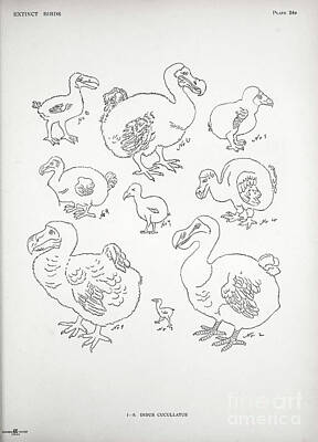 Birds Drawings - dodo Raphus cucullatus here as Didus cucullatus x3 by Historic illustrations