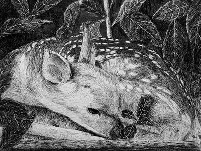 Still Life Drawings - Doe at rest by Michael McCormack