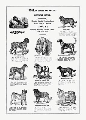 Mammals Digital Art - Dogs In Europe and America - Vintage Farm Illustration - The Open Door to Independence by Studio Grafiikka