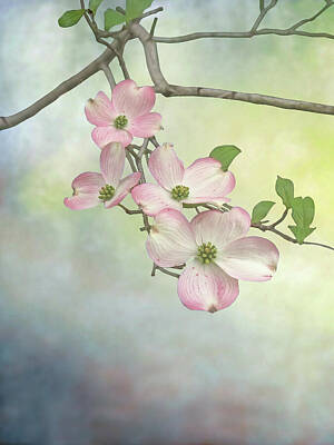 Randall Nyhof Royalty-Free and Rights-Managed Images - Dogwood Tree Flower Blossoms against blurred background by Randall Nyhof