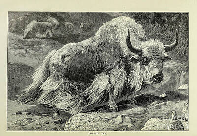 Shaken Or Stirred - Domestic Yak Bos grunniens m1 by Historic illustrations