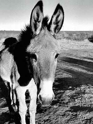 World War 2 Action Photography - Donkey Named Tanner by Christena Stephens