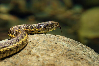Reptiles Royalty Free Images - Dont Hate Me Because Im Beautiful Royalty-Free Image by Mike Lee