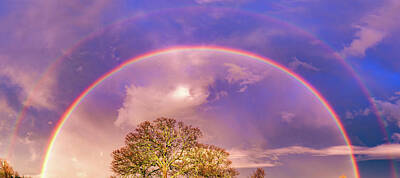 Royalty-Free and Rights-Managed Images - Double Rainbow Panorama Over Barren Trees by Gregory Ballos