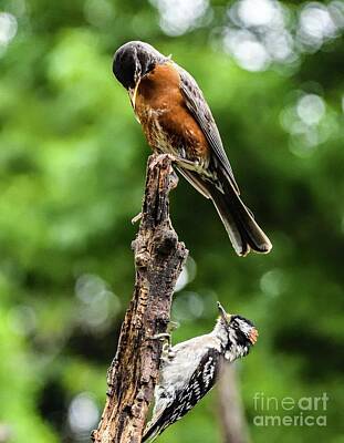 Spring Fling - Downy Woodpecker Meets a Robin by Cindy Treger