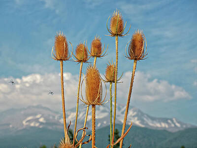 Aretha Franklin - Dragon Flies and Flowers with a view of Mt Shasta by Rebecca Dru
