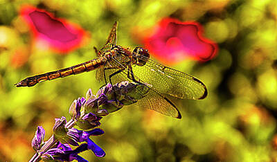 Winter Animals Rights Managed Images - Dragonfly Royalty-Free Image by Bill Barber