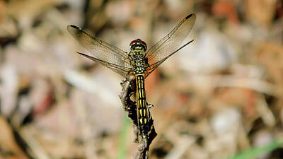 Go For Gold Rights Managed Images - Dragonfly Royalty-Free Image by Kaos Family Art