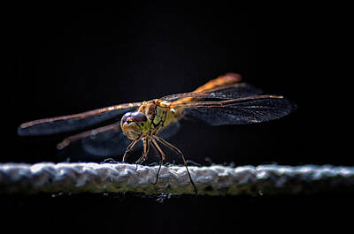 Lebron James Breaks Alltime Scoring Record Royalty Free Images - Dragonfly on rope Royalty-Free Image by Dmitrii Petrenko