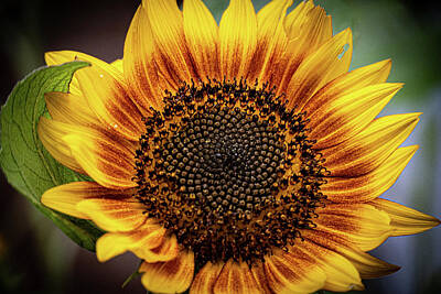 Grace Kelly Rights Managed Images - Dramatic Fire Catcher Sunflower Royalty-Free Image by Sharon Gucker