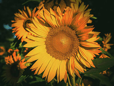 Ps I Love You Rights Managed Images - Dramatic Sunflower Royalty-Free Image by Dan Sproul