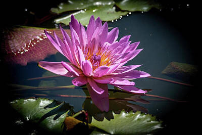 Negative Space Rights Managed Images - Dramatic Water Lily Royalty-Free Image by Sharon Gucker