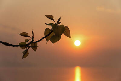 Winter Wonderland - Dreamy Lakeside Sunrise - Poplar Branch Pointing Towards the Sun by Georgia Mizuleva