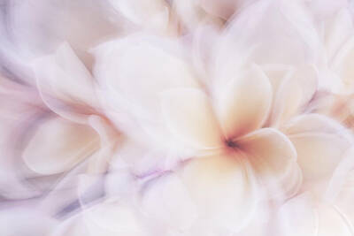 Abstract Flowers Photos - Dreamy Plumeria by Barbara Higgins Creations