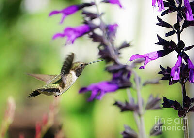 Florentius The Gardener - Dreamy Purple Salvia Beckoning Hummingbird  by Carol Groenen