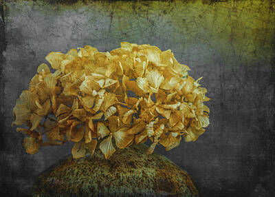 Luck Of The Irish - Dried Hydrangea on Slate Gray by David Beard