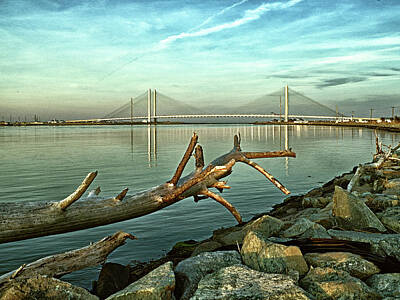 Nautical Animals - Driftwood and the Indian River Bridge by Bill Swartwout