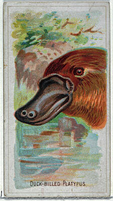 Birds Digital Art -   Duck-Billed Platypus, from the Wild Animals of the World s            by Celestial Images