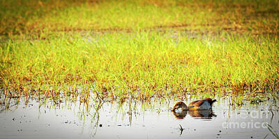 Royalty-Free and Rights-Managed Images - Duck on the Chobe River by THP Creative