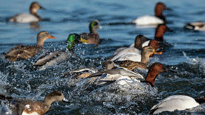 Skiing And Slopes - Duck race by Rodger Crossman
