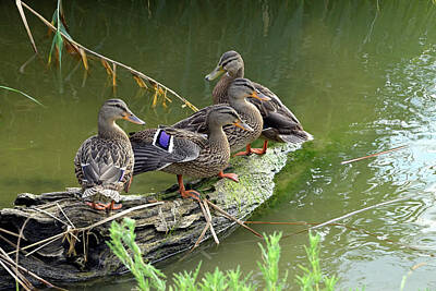 Animals Royalty Free Images - Ducks on a log - Wing Stretch Royalty-Free Image by Katherine Nutt