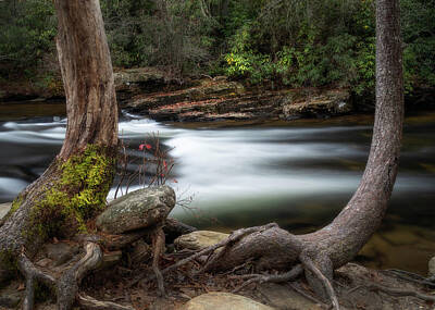 Purely Purple - Dupont State Forest Little River  by Donnie Whitaker