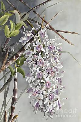 Catherine Abel - Durabaculum MAClem  DLJones family Orchidaceae by From Natures Arms