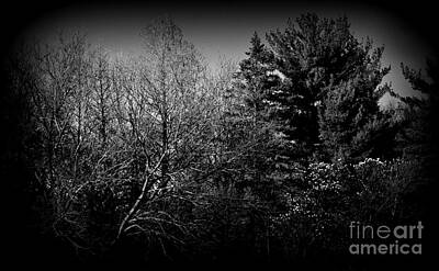 Frank J Casella Royalty-Free and Rights-Managed Images - Dusk Light Spring Magnolia - Black and White by Frank J Casella