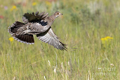 Steven Krull Royalty-Free and Rights-Managed Images - Dusky Grouse by Steven Krull