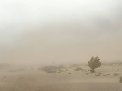 Landscapes Royalty-Free and Rights-Managed Images - Dust Storm and Juniper Tree by Mary Lee Dereske
